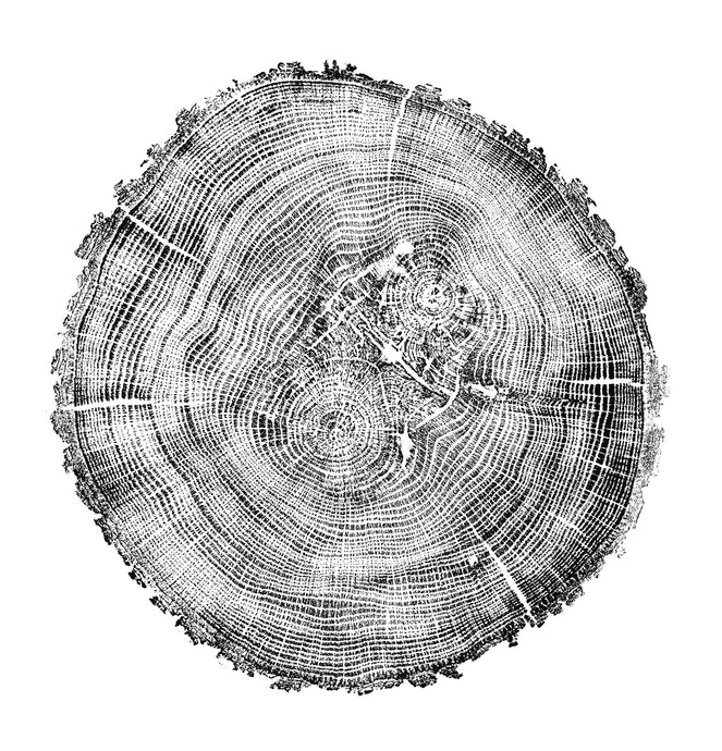 Tree Ring Print